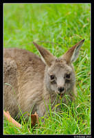 eastern grey kangaroo 0351