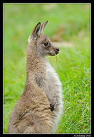 eastern grey kangaroo 0352