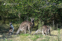 eastern grey kangaroo 16214