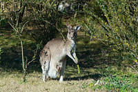 eastern grey kangaroo 16219