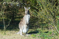 eastern grey kangaroo 16220