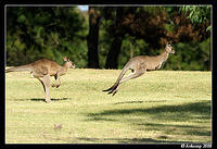 eastern grey kangaroo 3298