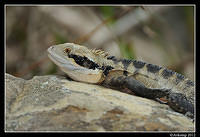 eastern water dragon 1543