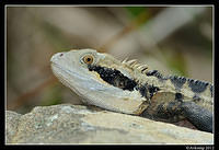 eastern water dragon 1551