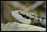 eastern water dragon 1552