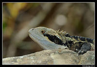 eastern water dragon 1555