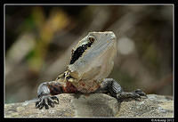 eastern water dragon 1559