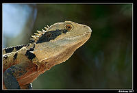 eastern water dragon 185