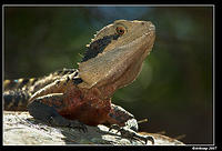 eastern water dragon 188