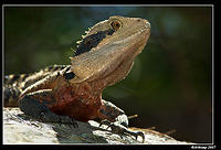 eastern water dragon 189