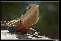 eastern water dragon 190