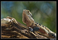 eastern water dragon 197