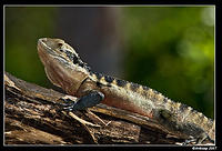 eastern water dragon 198