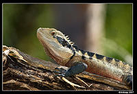 eastern water dragon 199