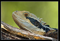 eastern water dragon 201