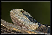 eastern water dragon 203