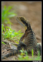 eastern water dragon 3929