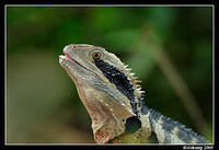 eastern water dragon 3934