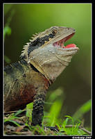 eastern water dragon 3954a