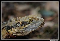 eastern water dragon 4751