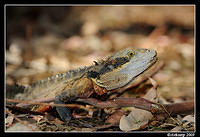 eastern water dragon 4752