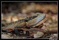 eastern water dragon 4753