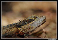 eastern water dragon 4754