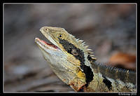 eastern water dragon 5733