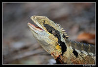 eastern water dragon 5734