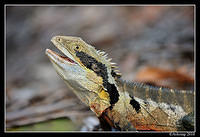 eastern water dragon 5735