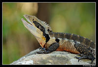 eastern water dragon 5760