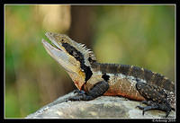 eastern water dragon 5761