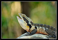 eastern water dragon 5763