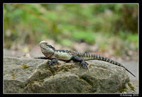 eastern water dragon 6471