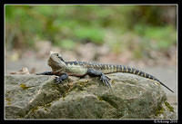 eastern water dragon 6473