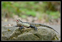 eastern water dragon 6475