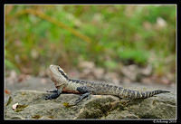 eastern water dragon 6477