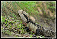 eastern water dragon 6480