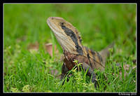 eastern water dragon 6483