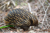 echidna 16782