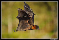 flying fox 5967