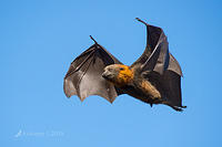 flying fox 0109