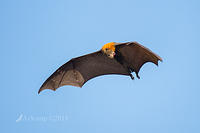 flying fox 0131