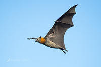 flying fox 0140