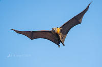 flying fox 0148