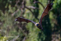 flying fox 0155