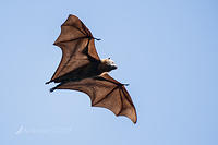 flying fox 7060