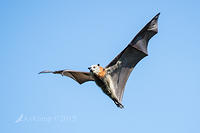 flying fox 7087