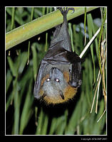 flying-fox