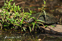 freshwater turtle 9791